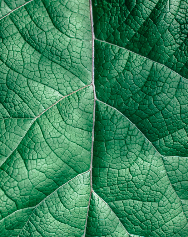 leaf