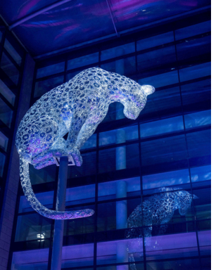 Illuminating Leopard poised in Aberdeen