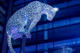 Illuminating Leopard Poised in Aberdeen